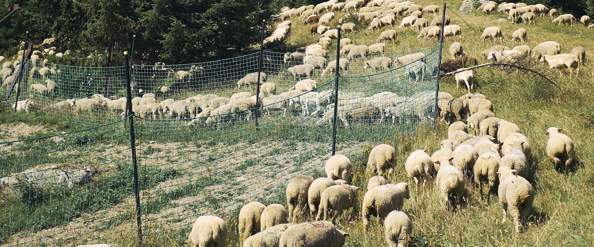 moutons plantation genepi