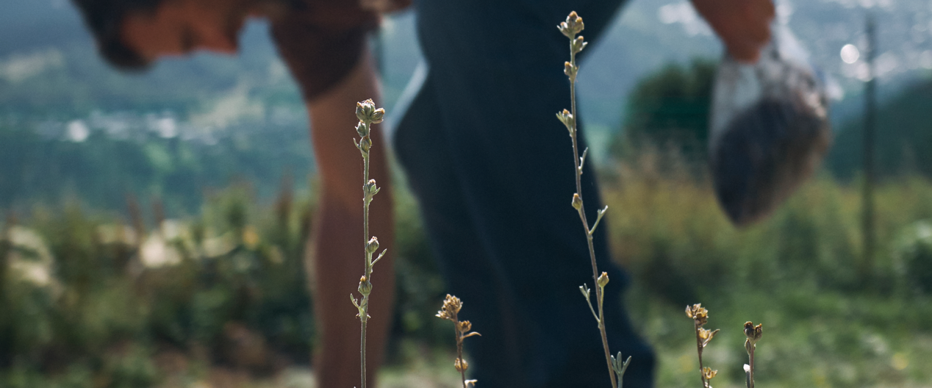 Culture de génépi en Savoie