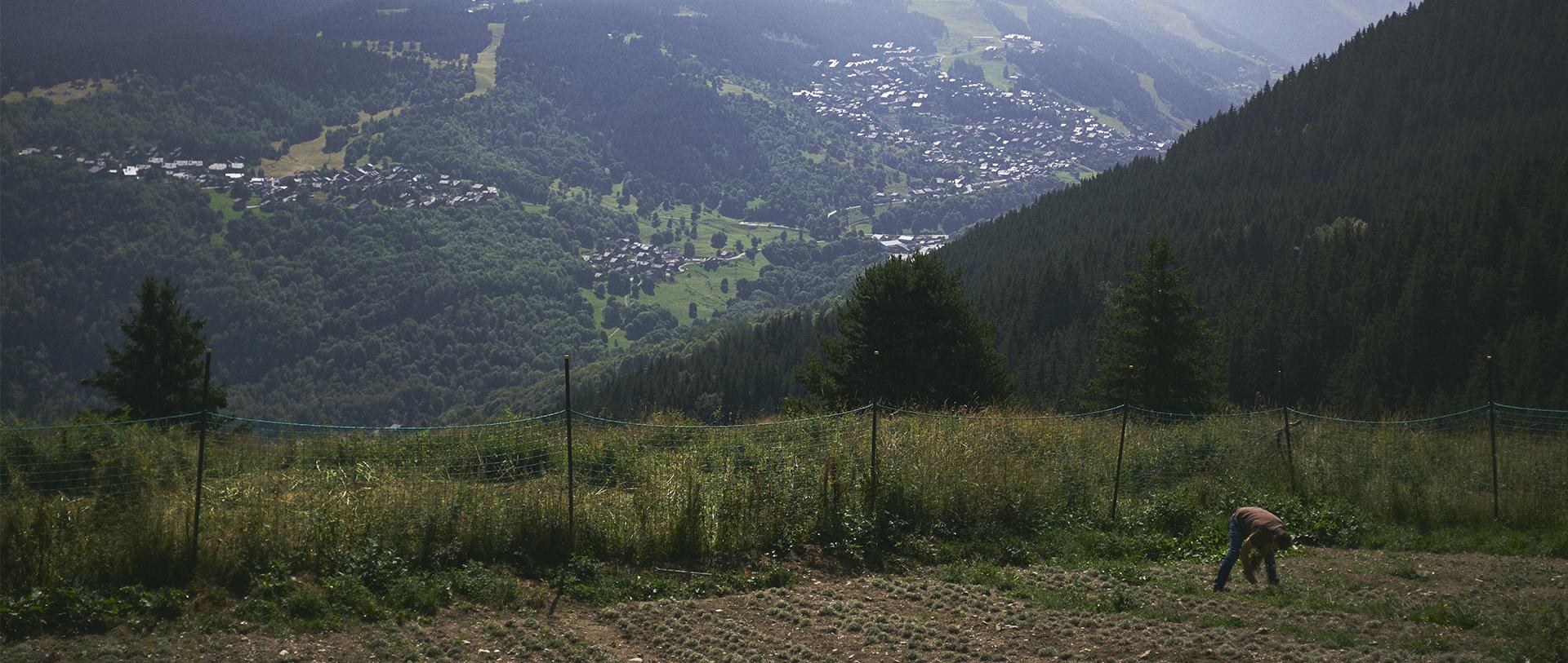 plantation meunier savoie