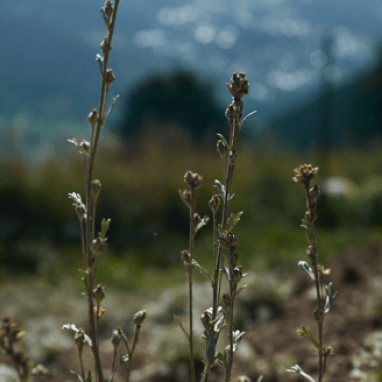 Genepi