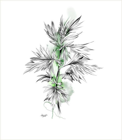 Common Mugwort