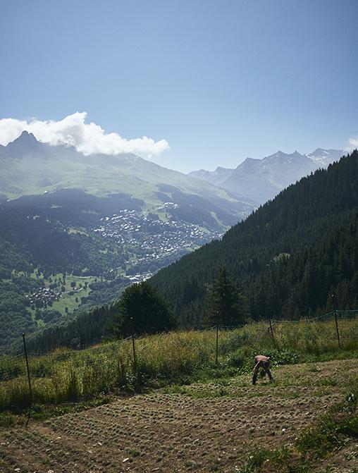 plantation génépi meunier meribel