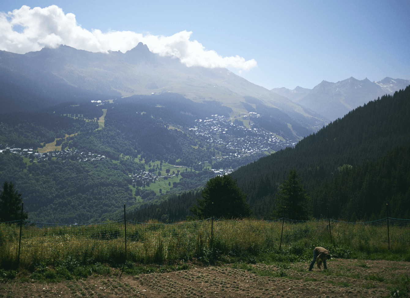 Meunier fields Savoie